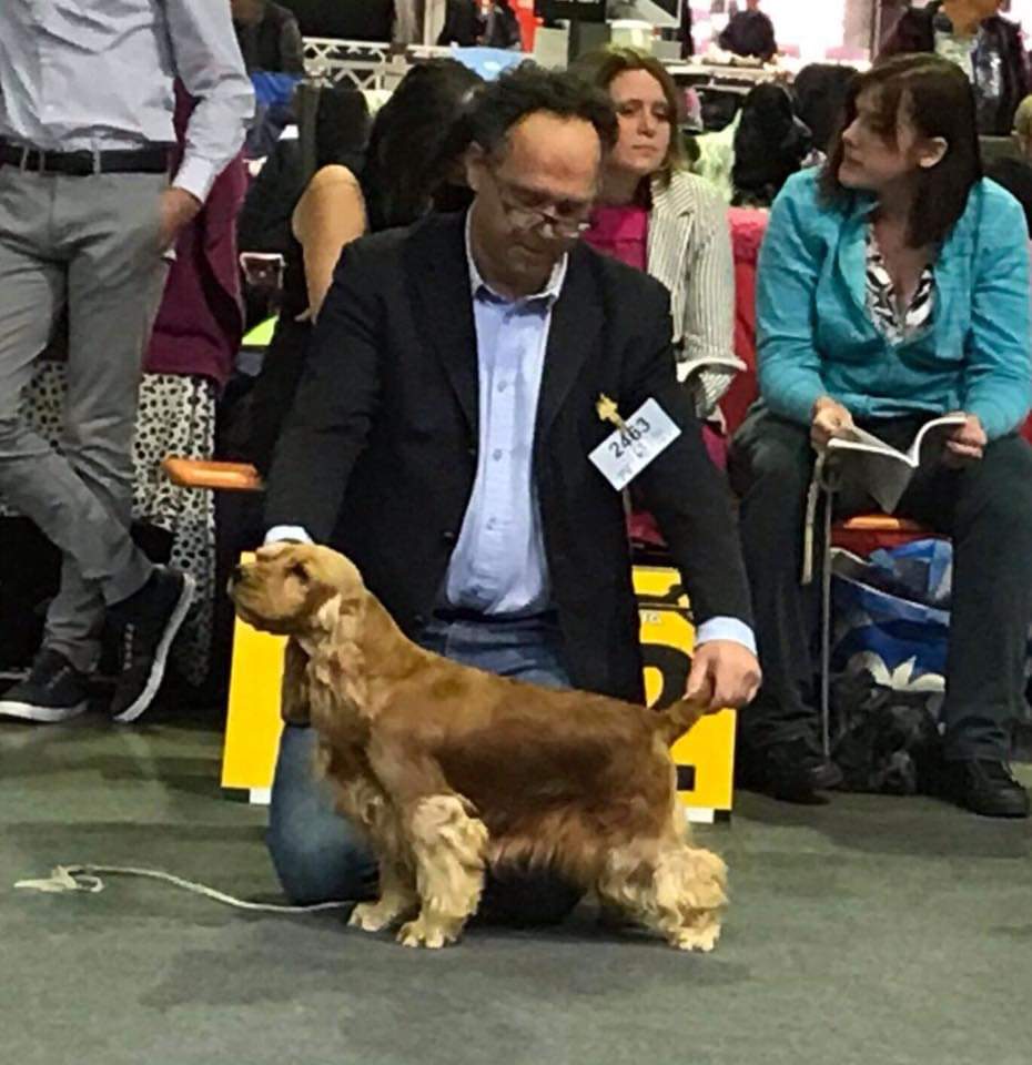 Chien6947893 Société Centrale Canine